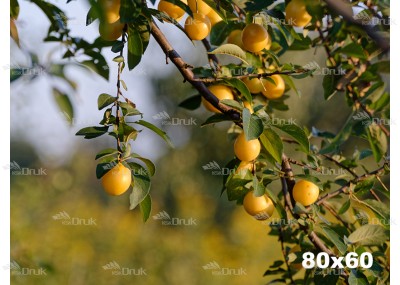 Tło kulinarne K_268